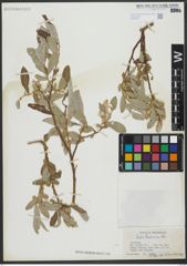 Foto von Salix turanica Nasarow